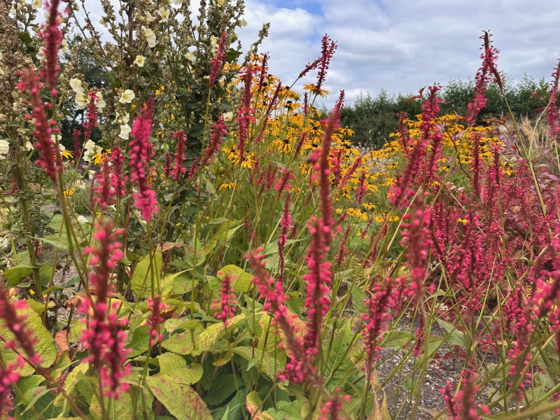 Mitchell Fruit Garden